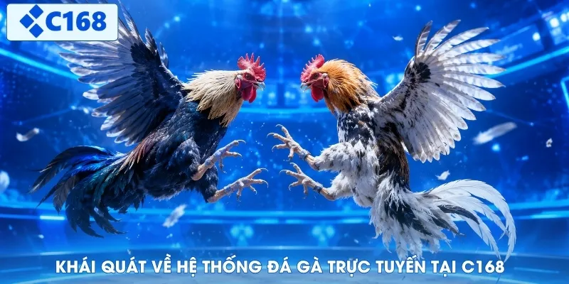 Khái quát về hệ thống đá gà trực tuyến tại C168