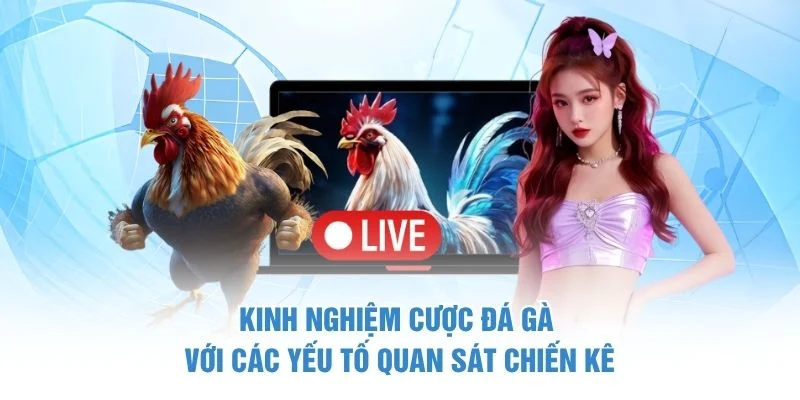 Kinh Nghiệm Cược Đá Gà – 4 Bí Quyết Quan Sát Và Chọn Kèo 2 Kinh nghiệm cược đá gà với các yếu tố quan sát chiến kê